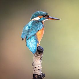 Kingfisher by Jack Soffers