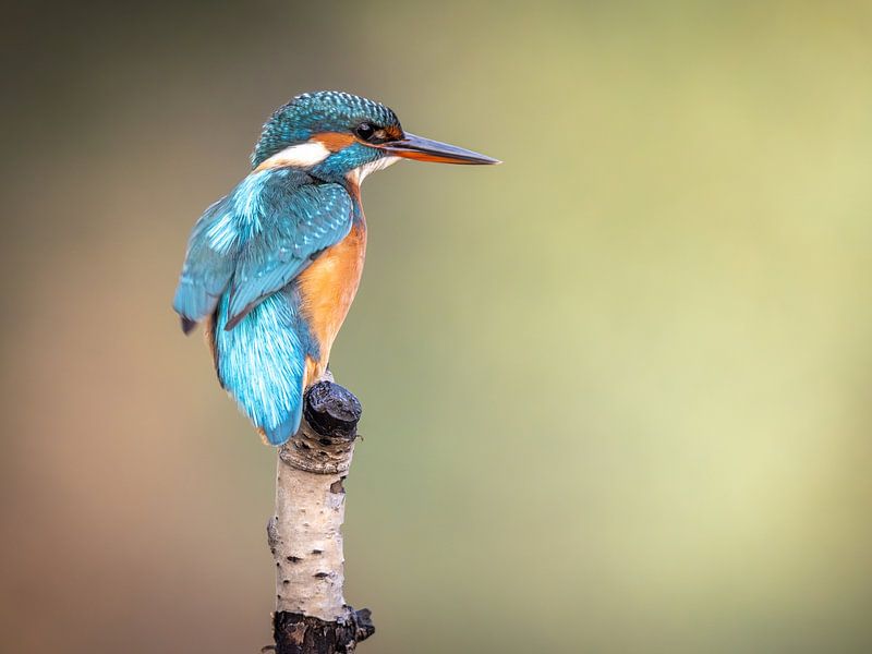 Martin-pêcheur par Jack Soffers