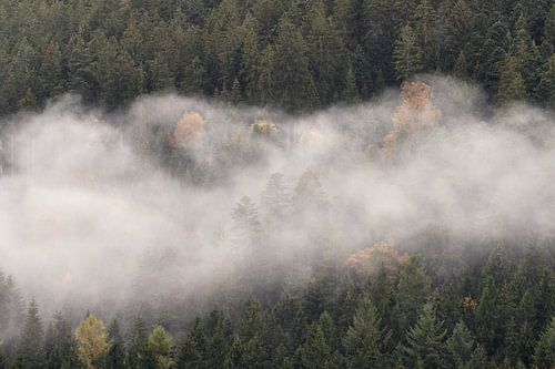 Forêt-Noire dans le brouillard sur Thomas Marx