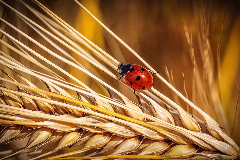Marienkäfer von Rob Boon