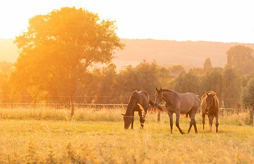 paarden bij zonsondergang