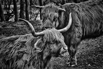 Hooglanders van Monique Verlouw