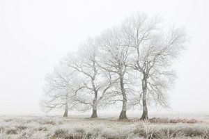 De vier marcherende bomen