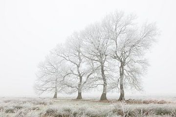 Die vier marschierenden Bäume von Karla Leeftink