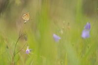 bruine vuurvlinder met ruimte