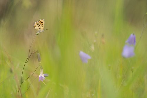 bruine vuurvlinder met ruimte