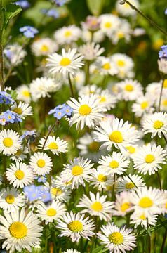 Marguerites au printemps sur Corinne Welp