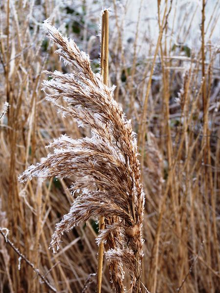 Riet met rijp van M de Vos