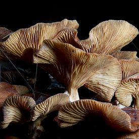 mushrooms by Klaartje Majoor