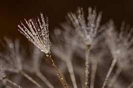 Alone with others:  A fluffy ball with warm colors by Marjolijn van den Berg