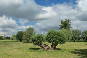 Landschaft in den Rheinauen am Niederrhein