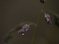 verstilling