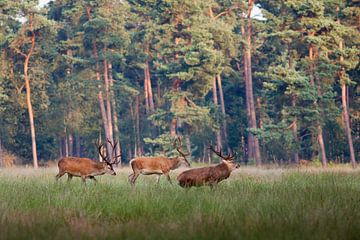 Red deer on the Hoge Veluwe by Evert Jan Kip