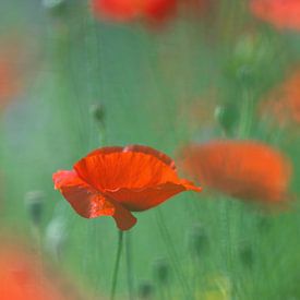 Coquelicots dans les champs sur Gonnie van de Schans