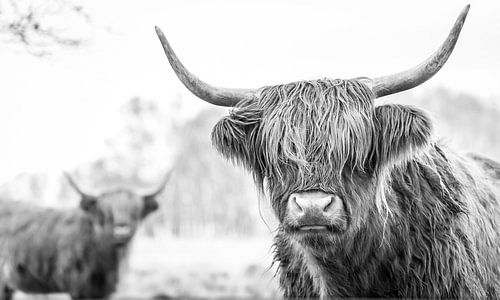 2 Schotse Hooglanders op de Jiltdijksheide (zwart/wit) van Martijn van Dellen