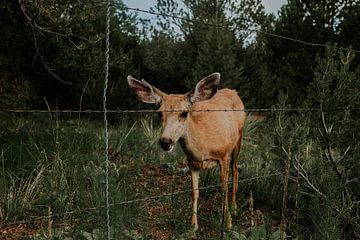 Chevreuil, Colorado Springs, Amérique sur Nienke Hartog