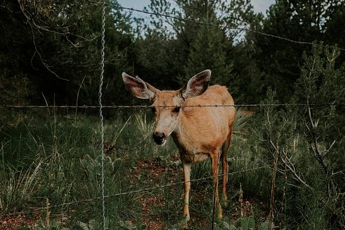 Rotwild, Colorado Springs, Amerika