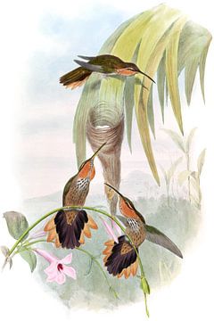 Saw-Bill, John Gould van Hummingbirds