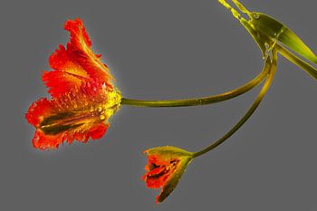 La beauté minimaliste d'une seule tulipe rouge B sur gris