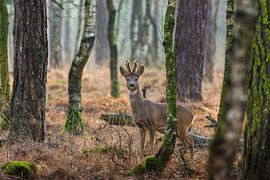 Reebok in alerte houding in de Nederlandse bossen van Maarten Oerlemans