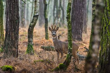 Reebok en position d'alerte dans les forêts néerlandaises