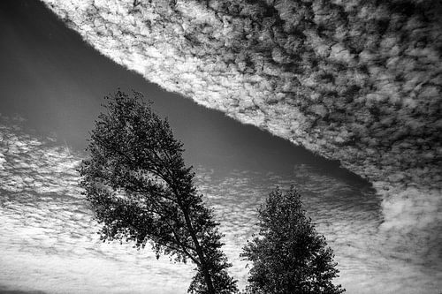 Ein bewölkter Himmel, der den Formen der Bäume folgt