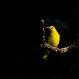 the Golden Oriole