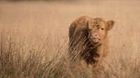 Scottish Highlander calf on the Hijkerveld, Drenthe