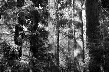 Sequoia van True Color Stories