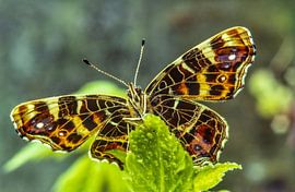 Map Butterfly by Harry Punter