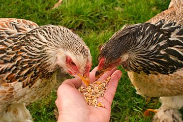 Uit je hand eten door Brahma kippen van Jolanda de Jong-Jansen