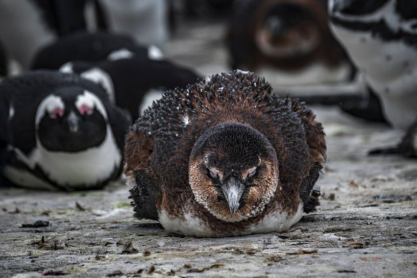 Penguin hatchling by H&J Fotografie