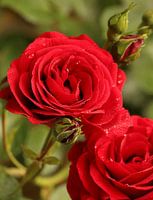 Rote Rosen mit Regentropfen