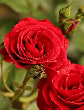 Rode rozen met regedruppels van foto by rob spruit