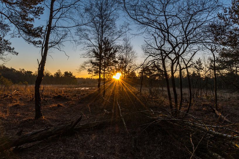 zonnestralen door de takken by Arjan Stunnenberg