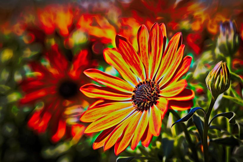 Spanish Daisy by Rob Boon