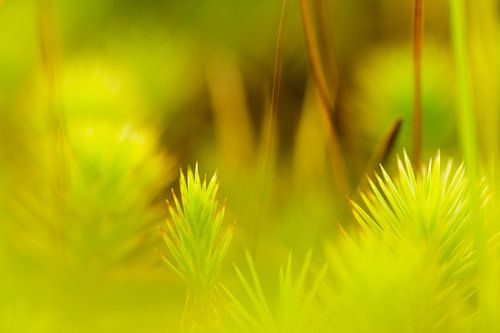 Moss