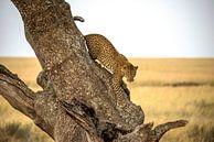 Leopard - Serengheti, Tanzanie, Giuseppe DAmico par 1x Aperçu
