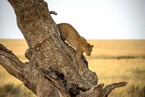 Leopard - Serengheti, Tanzania, Giuseppe DAmico van 1x