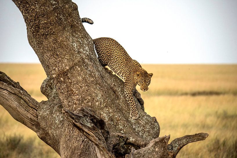 Leopard - Serengheti, Tansania von Giuseppe DAmico