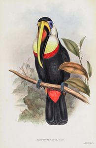 Toucan, John Gould sur Teylers Museum