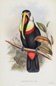 Toucan, John Gould by Teylers Museum