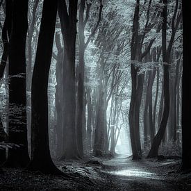 Speulder Wald - Schwarz und Weiß von Edwin Mooijaart