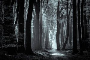 Speulder Wald - Schwarz und Weiß von Edwin Mooijaart