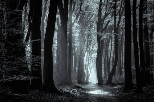 Speulderbos - Black&White