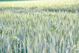 korenveld by Petra De Jonge