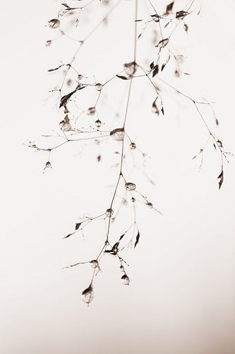 Fragile