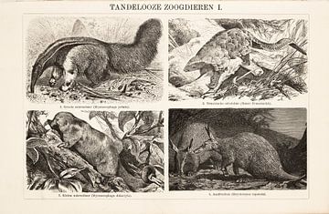 Vintage gravure Tandeloze zoogdieren I van Studio Wunderkammer