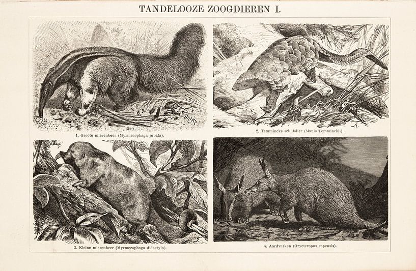 Gravure ancienne Mammifères édentés I par Studio Wunderkammer