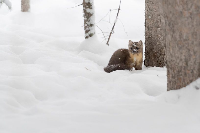 Baummarder / Fichtenmarder ( Martes americana ) im Schnee, sitzt am Boden im verschneiten Wald von wunderbare Erde